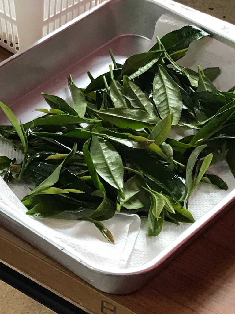 The Steepery Tea Co. - Freshly plucked tea leaves