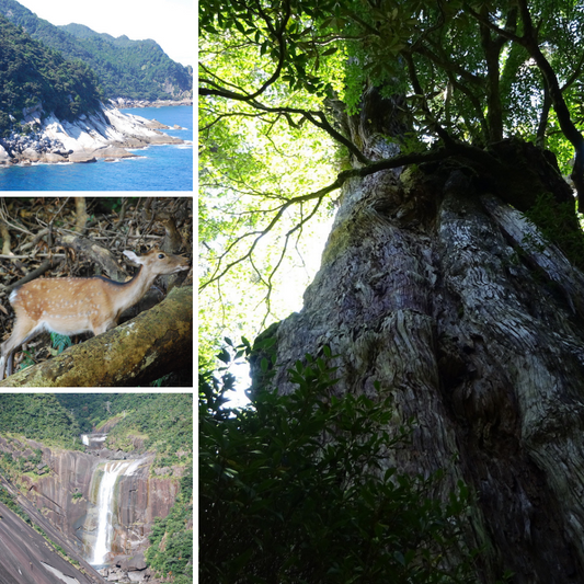The Steepery Tea Co. - Yakushima Island